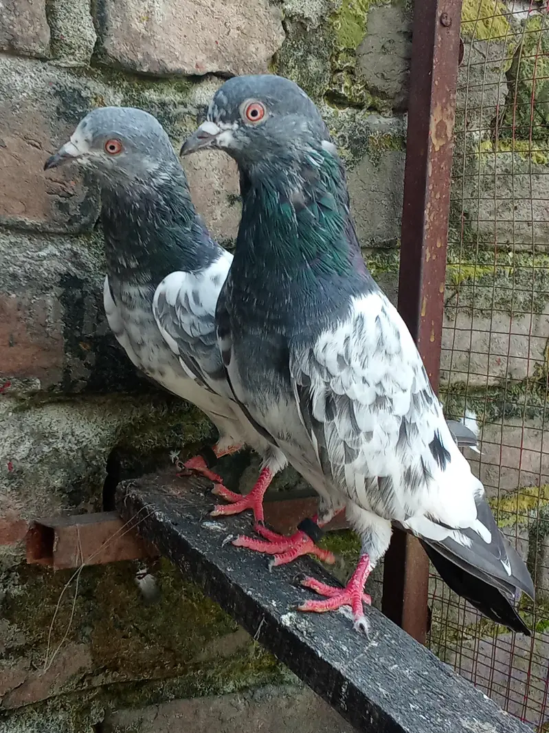 Breader pair ha for sale