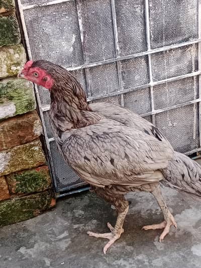 learning egg
