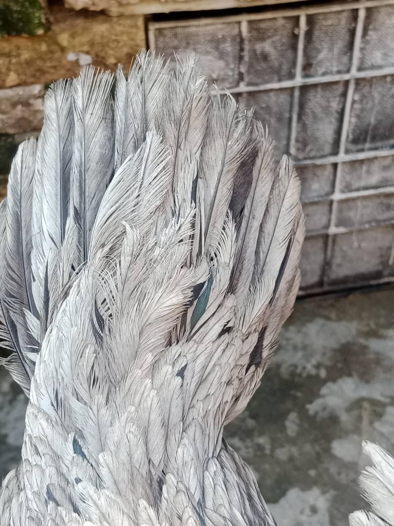 learning egg 1