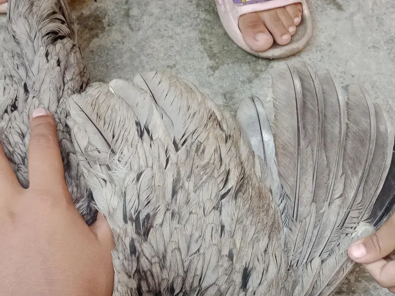 learning egg — photo 3