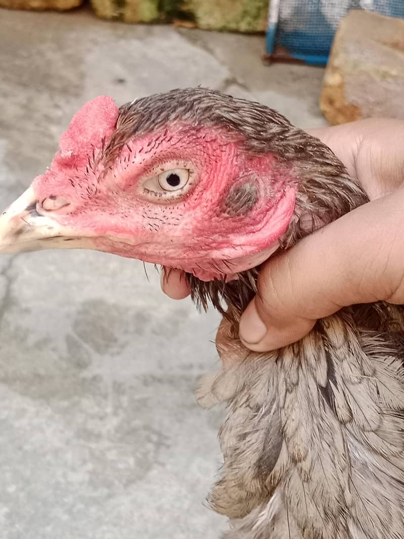 learning egg 4