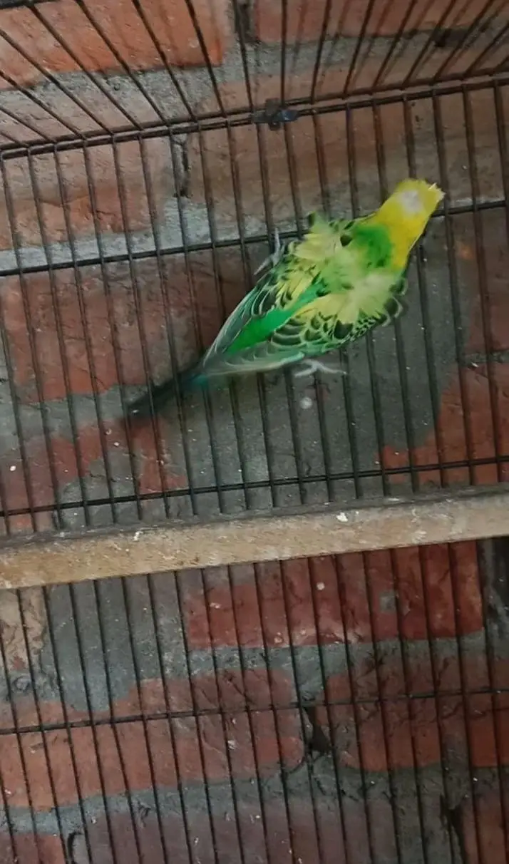 Hogoromo parrot For Sale — photo 5