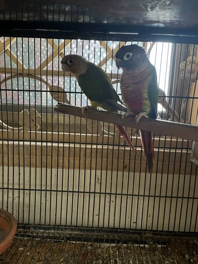 Cocktail and love and conure available hae