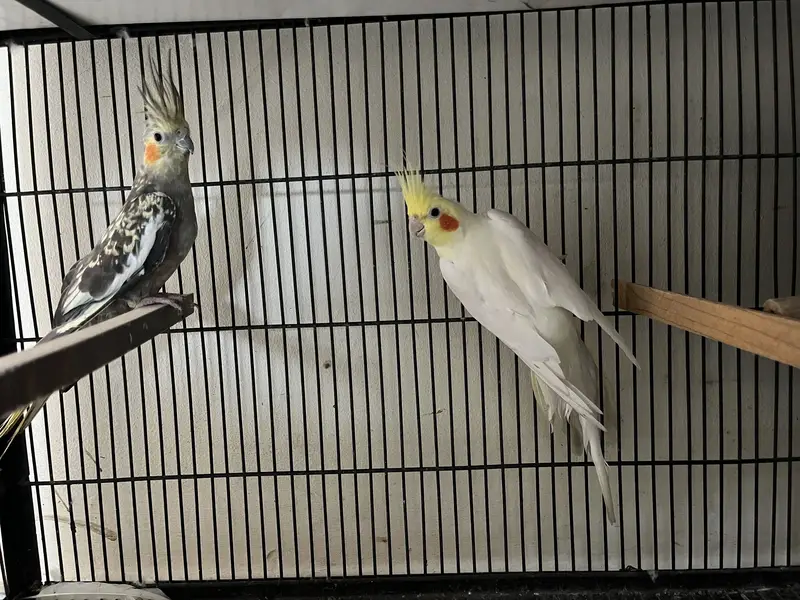 Cocktail and love and conure available hae — photo 5