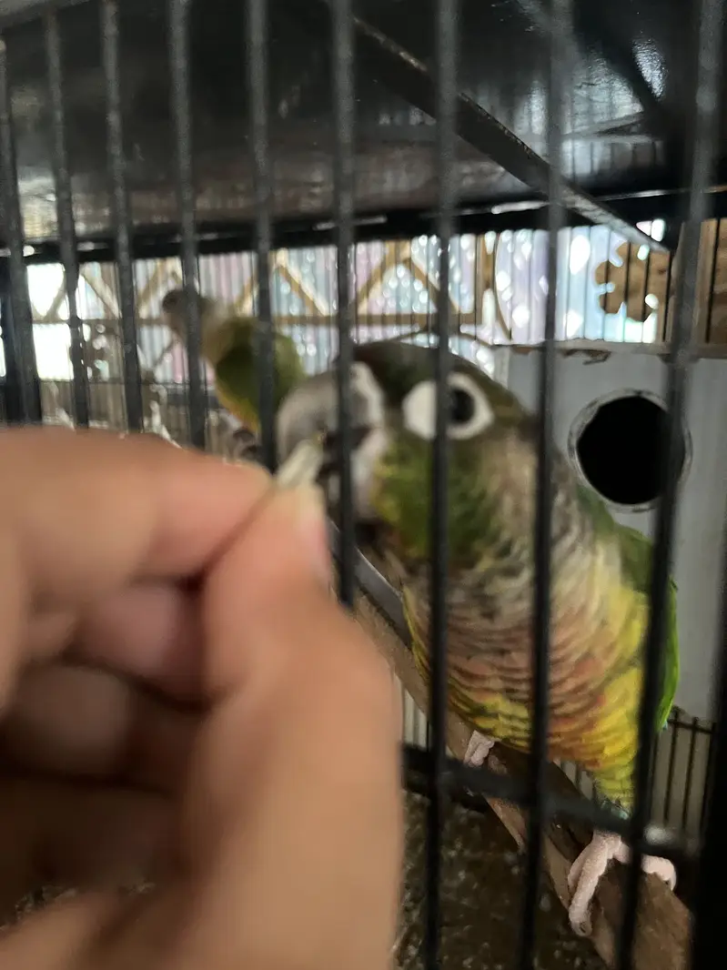 Cocktail and love and conure available hae — photo 7