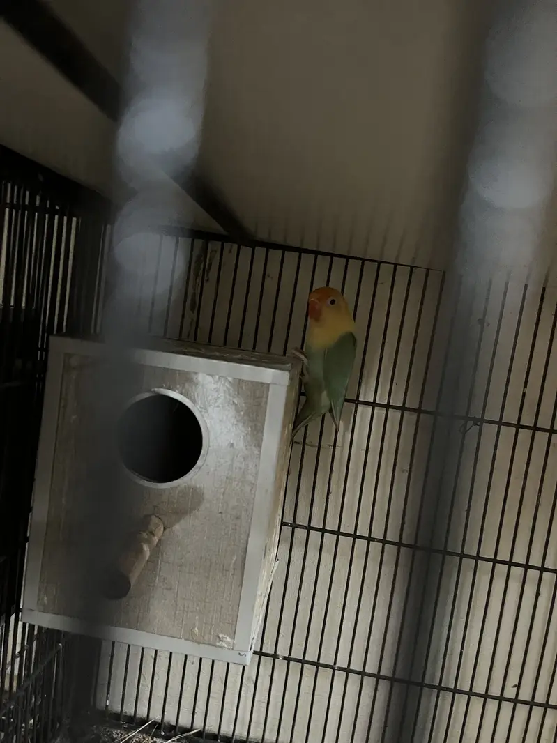 Cocktail and love and conure available hae — photo 8