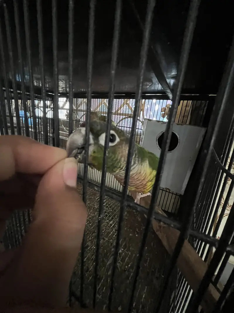 Cocktail and love and conure available hae — photo 11