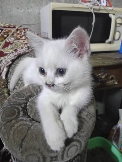 Persian cat 2.5 month almost 3 month