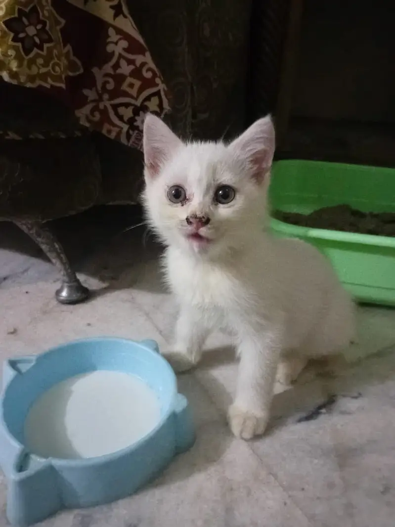 Persian cat 2.5 month almost 3 month — photo 3