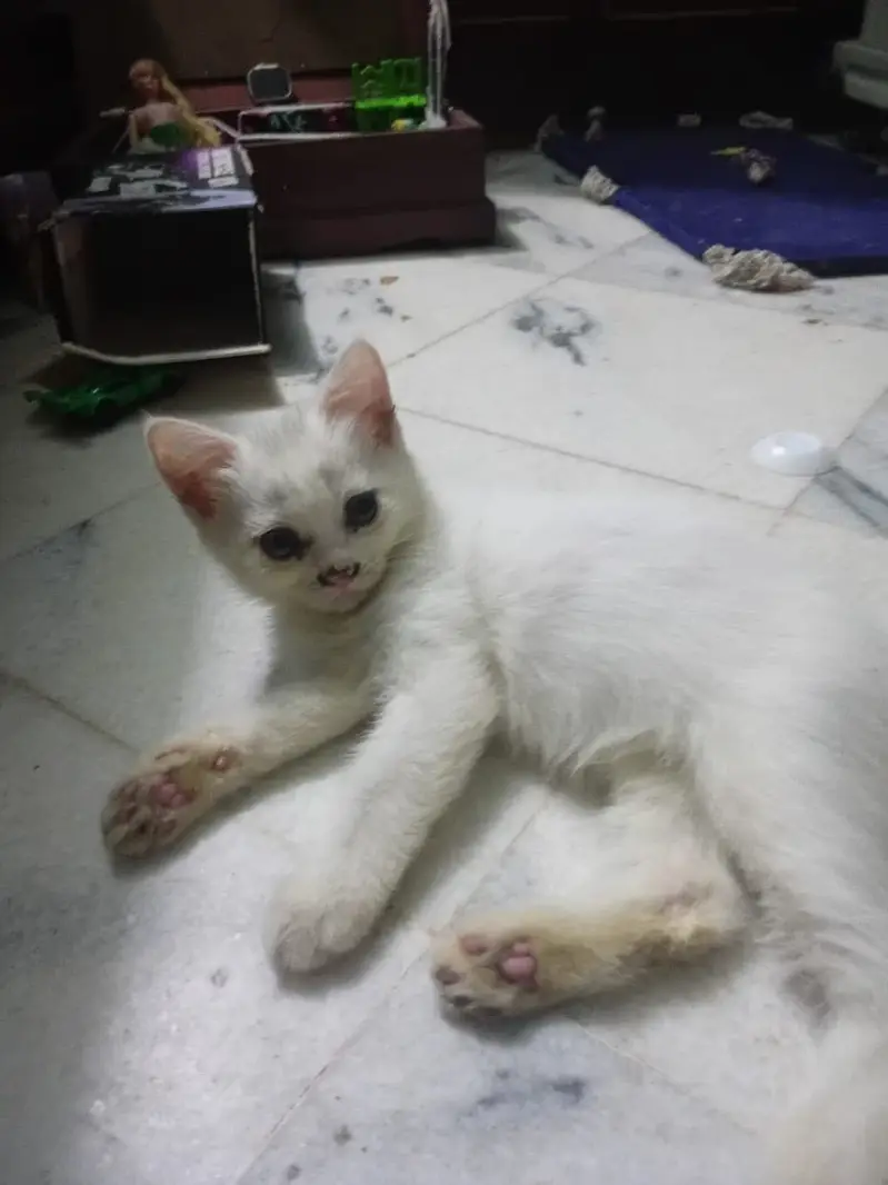 Persian cat 2.5 month almost 3 month — photo 4