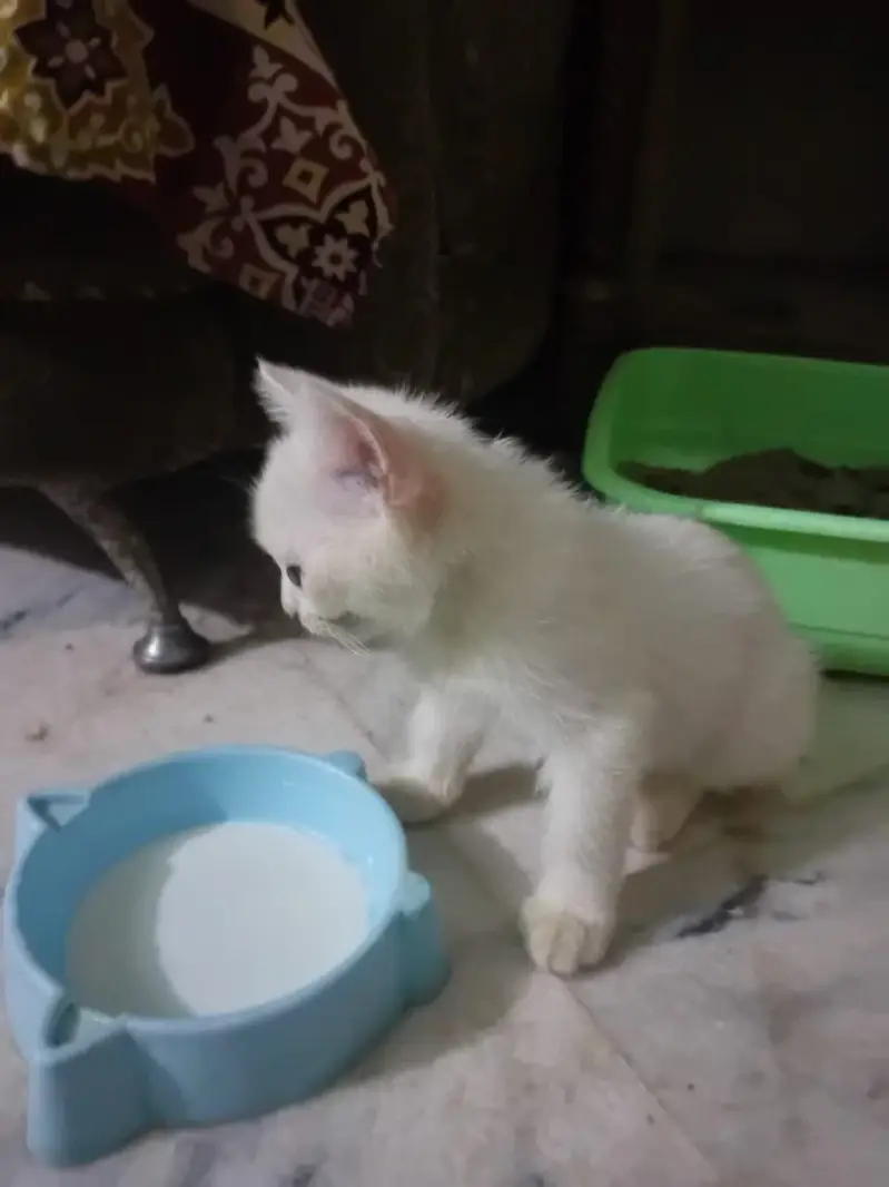 Persian cat 2.5 month almost 3 month — photo 5