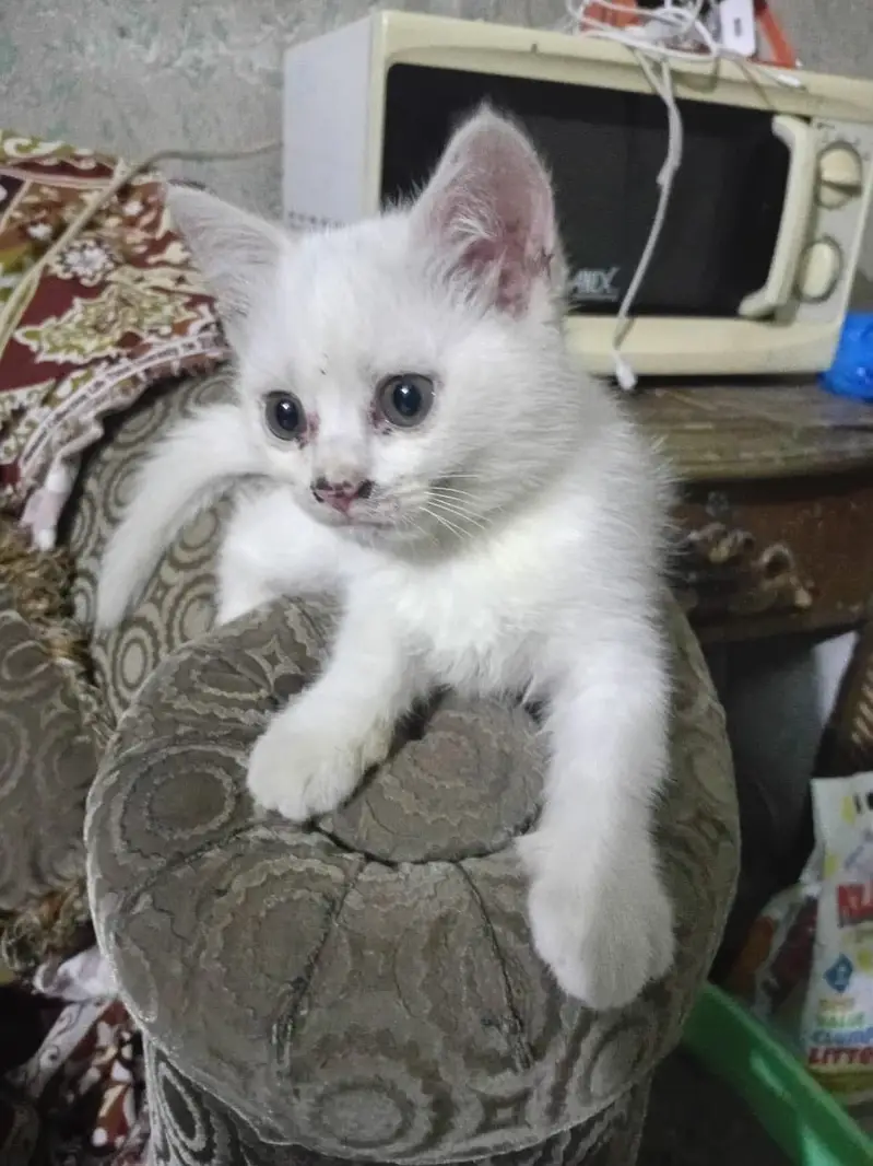 Persian cat 2.5 month almost 3 month — photo 6
