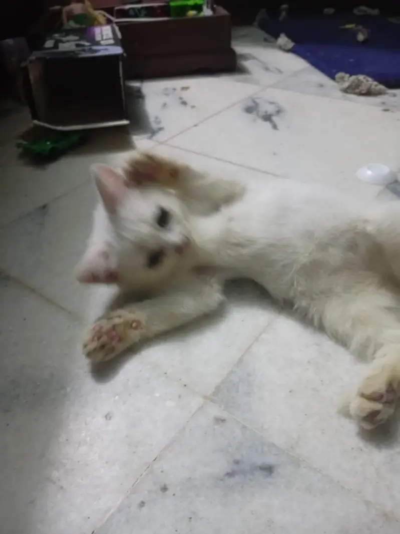 Persian cat 2.5 month almost 3 month — photo 8
