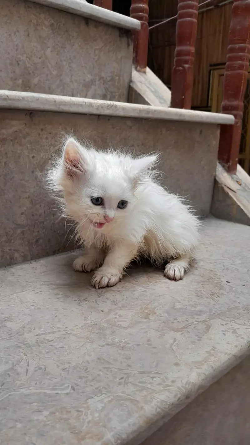 Cute Persian cat — photo 2