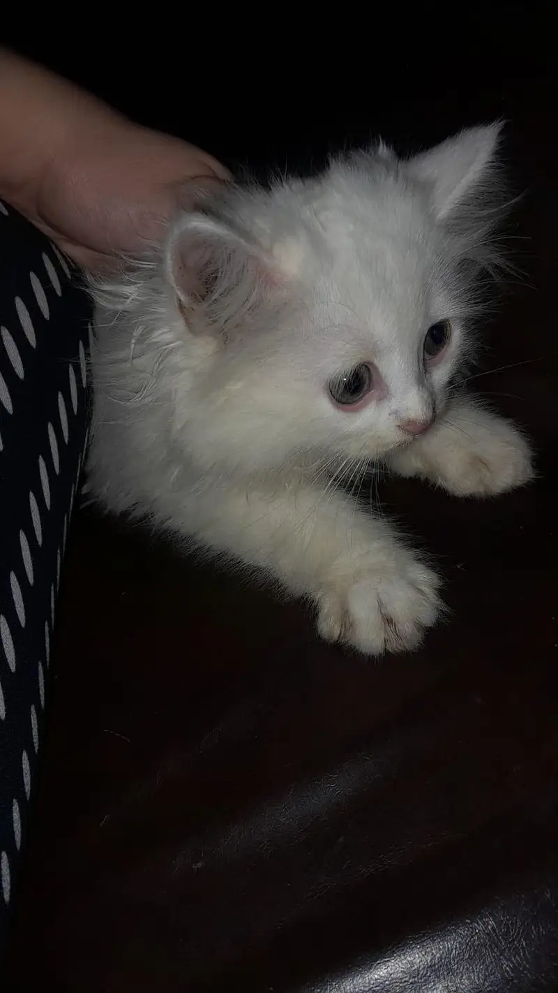 Cute Persian cat — photo 3