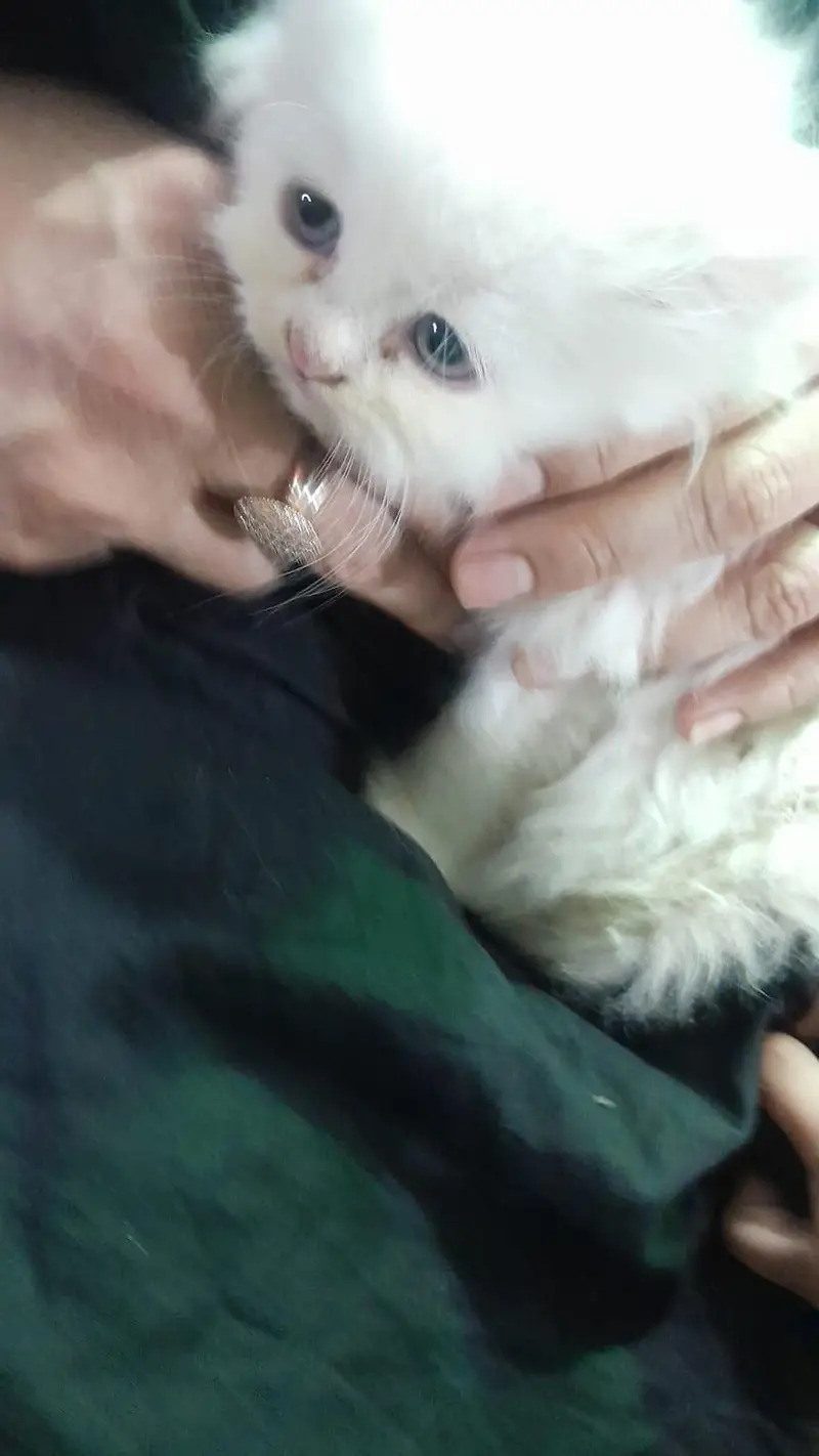 Cute Persian cat — photo 4