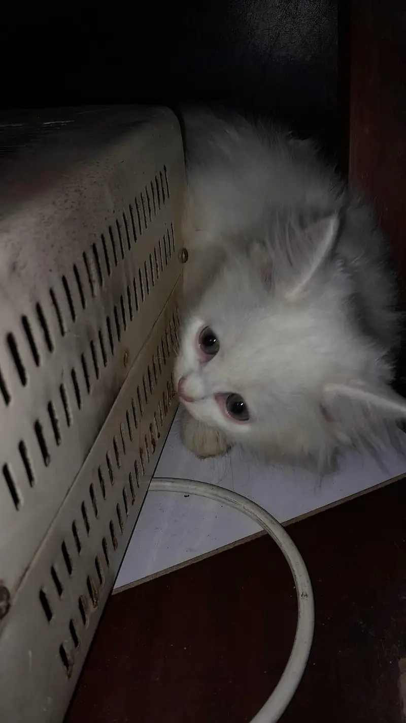 Cute Persian cat — photo 5