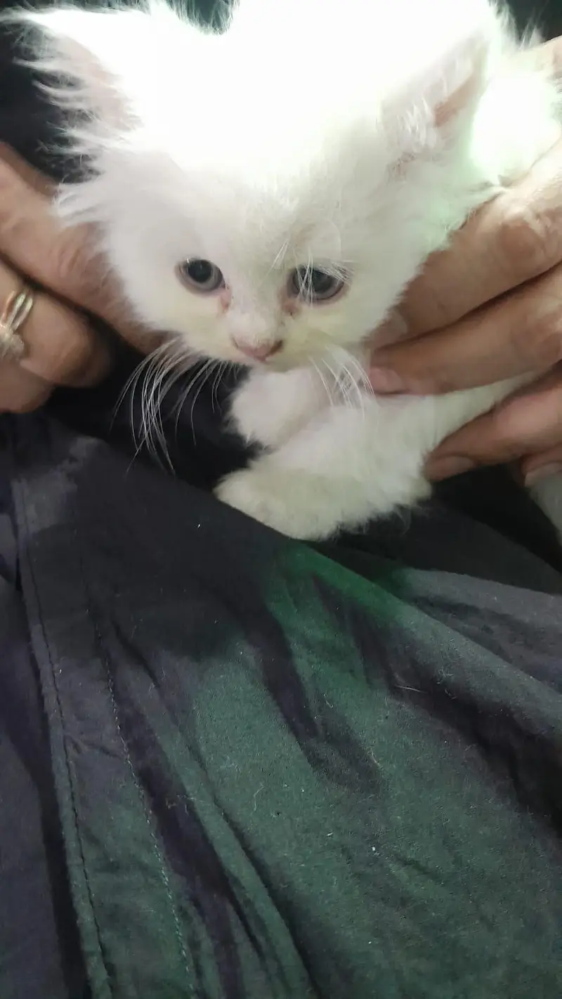 Cute Persian cat — photo 6