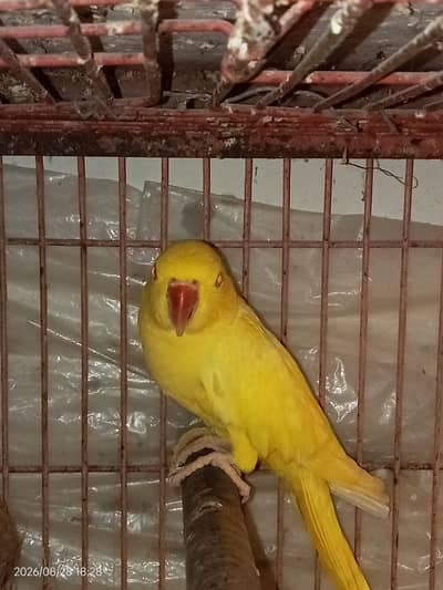 YELLOW RINGNECK