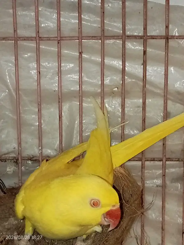 YELLOW RINGNECK — photo 2
