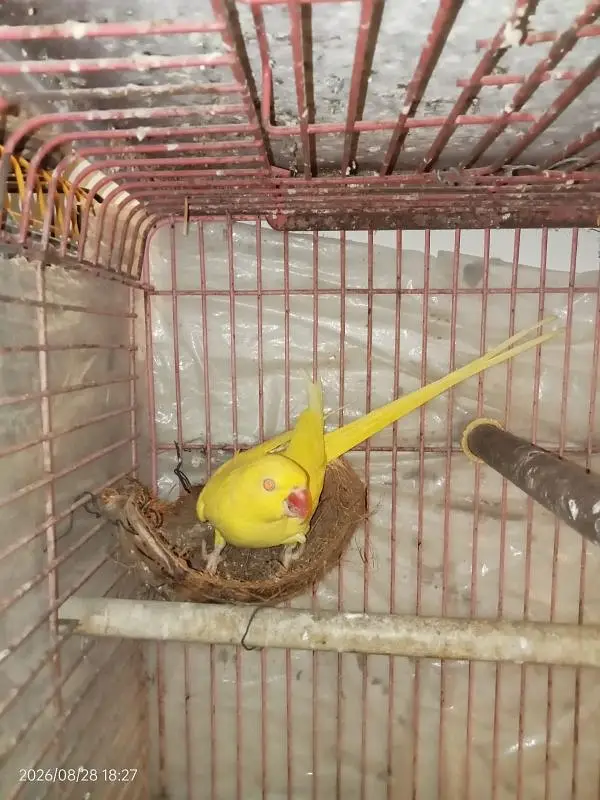 YELLOW RINGNECK — photo 3