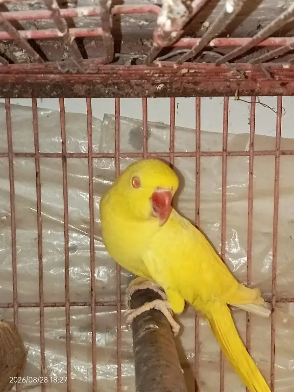 YELLOW RINGNECK — photo 4