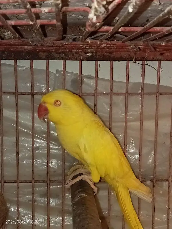 YELLOW RINGNECK — photo 5