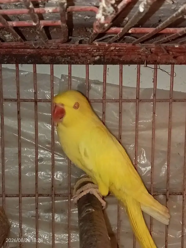 YELLOW RINGNECK — photo 6