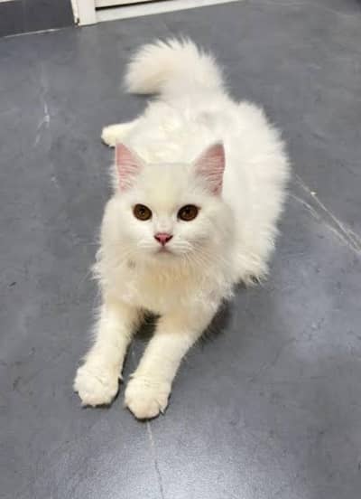 Persian male cat