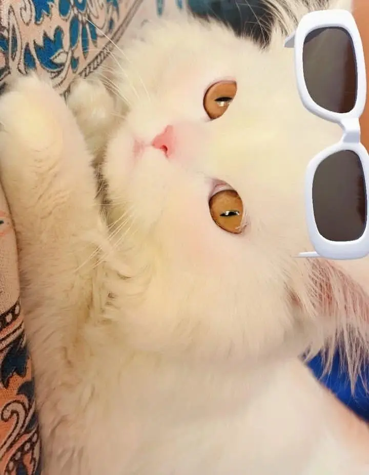 Persian male cat — photo 3