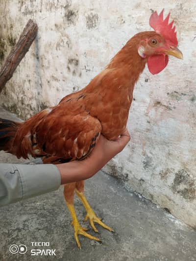 male and female available Whatsapp number 03417945892 read description