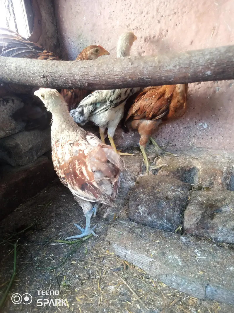 male and female available Whatsapp number 03417945892 read description — photo 2