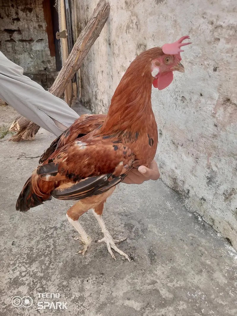 male and female available Whatsapp number 03417945892 read description — photo 3