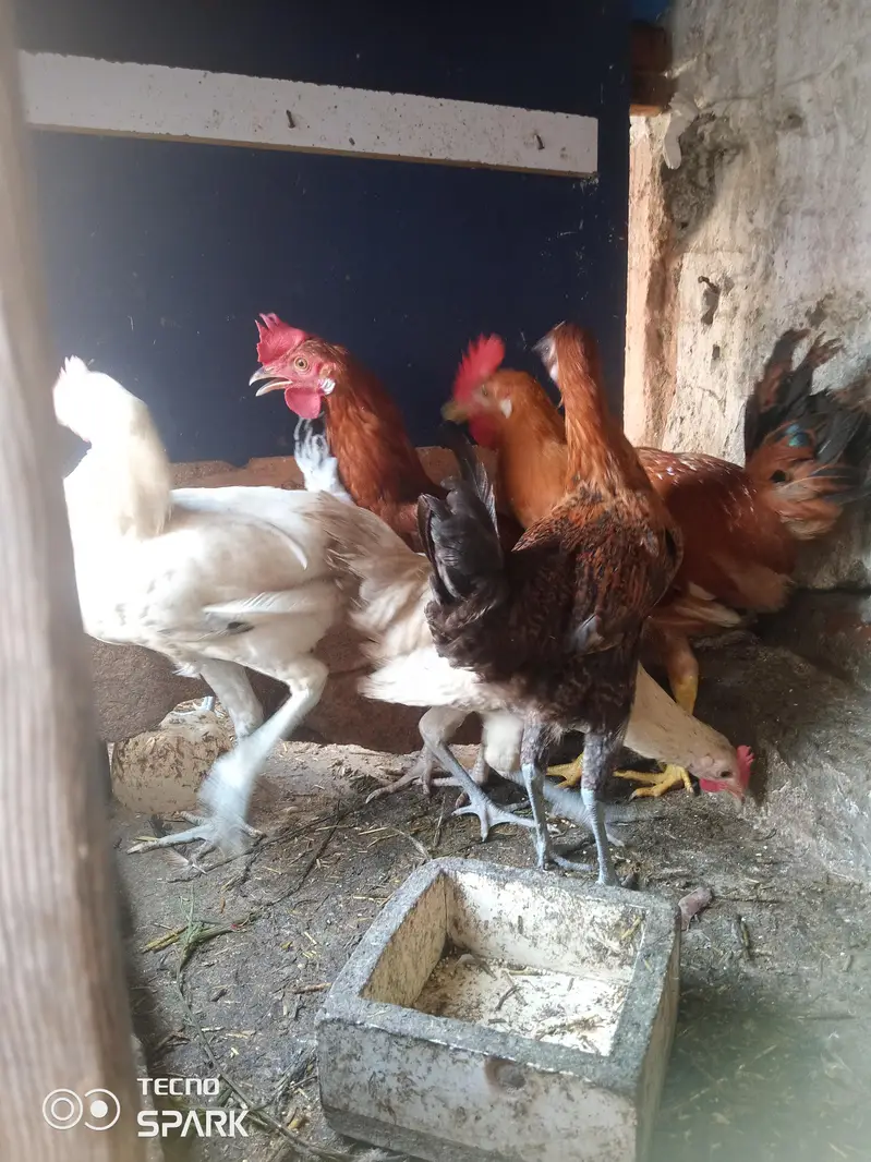 male and female available Whatsapp number 03417945892 read description — photo 5