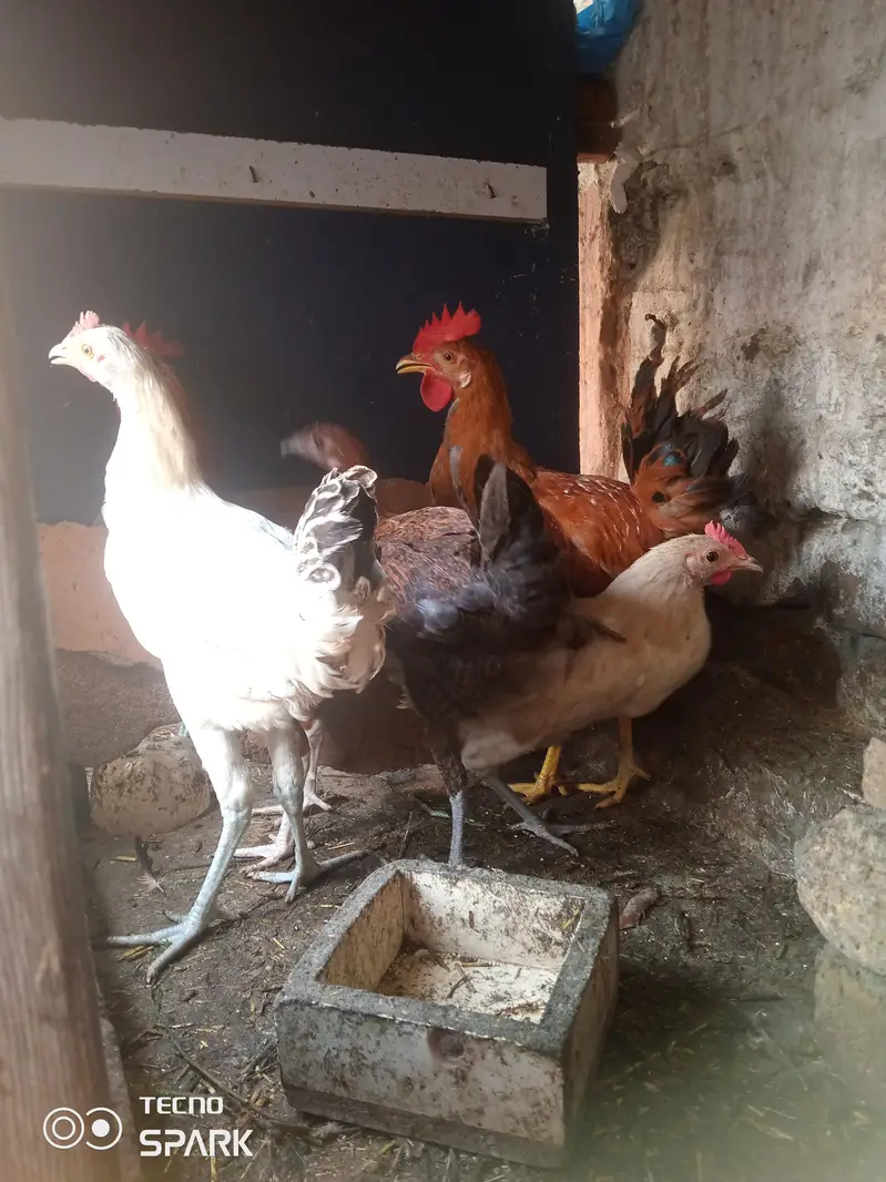 male and female available Whatsapp number 03417945892 read description — photo 6