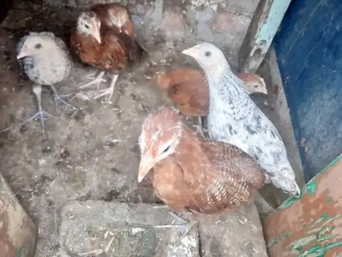 male and female available Whatsapp number 03417945892 read description — photo 7