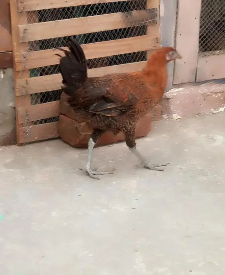 male and female available Whatsapp number 03417945892 read description — photo 8