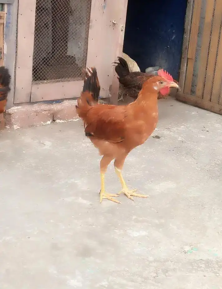 male and female available Whatsapp number 03417945892 read description — photo 9