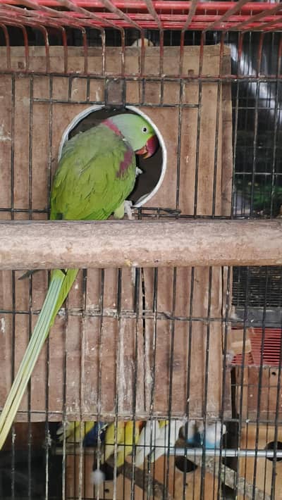 RAW TAMED+BREEDER PAIR AND PATHAY AVAILABLE.