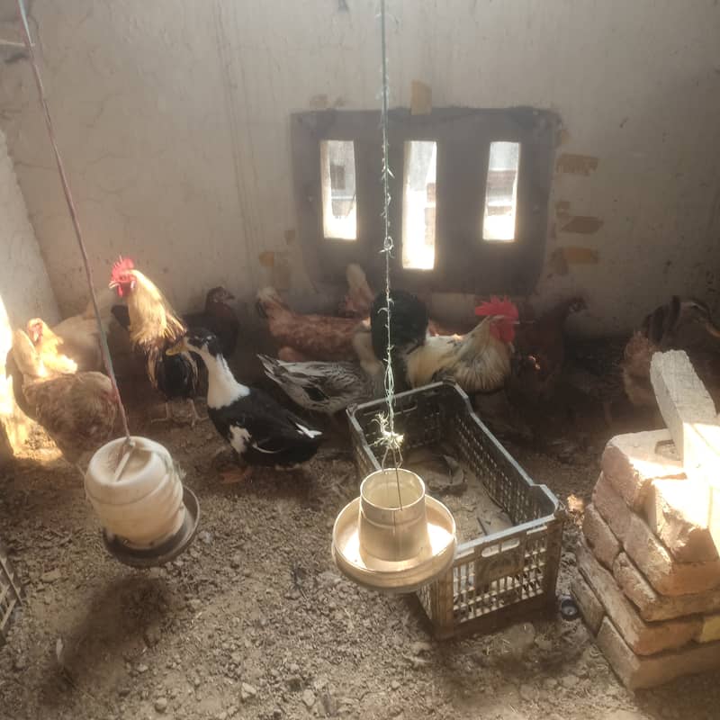 Eggs laying 0