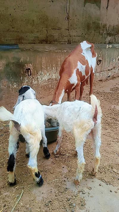 Bakri with 2 male bachain for sale