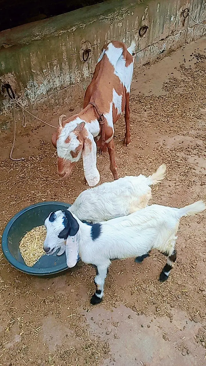 Bakri with 2 male bachain for sale — photo 2