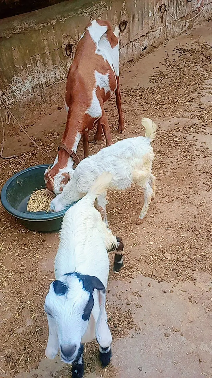 Bakri with 2 male bachain for sale — photo 3