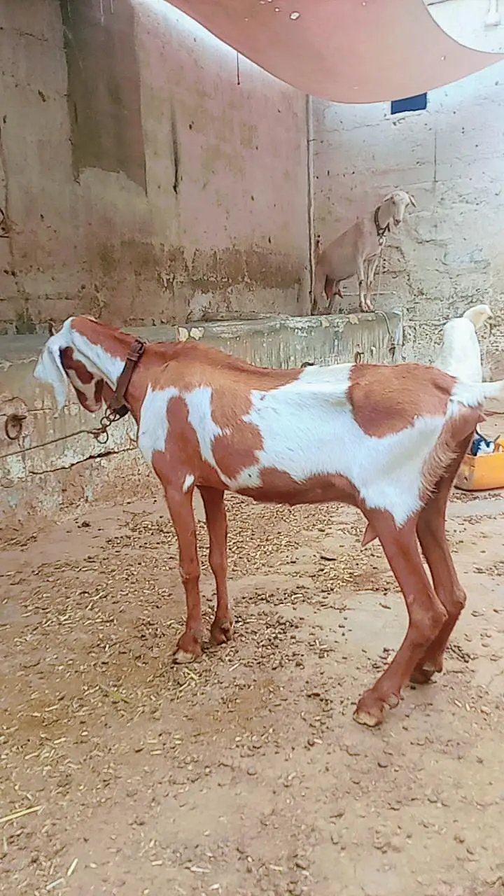 Bakri with 2 male bachain for sale — photo 4