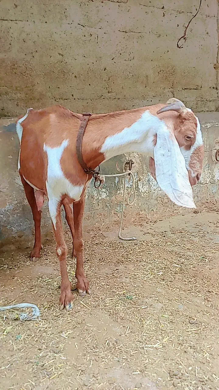 Bakri with 2 male bachain for sale — photo 6