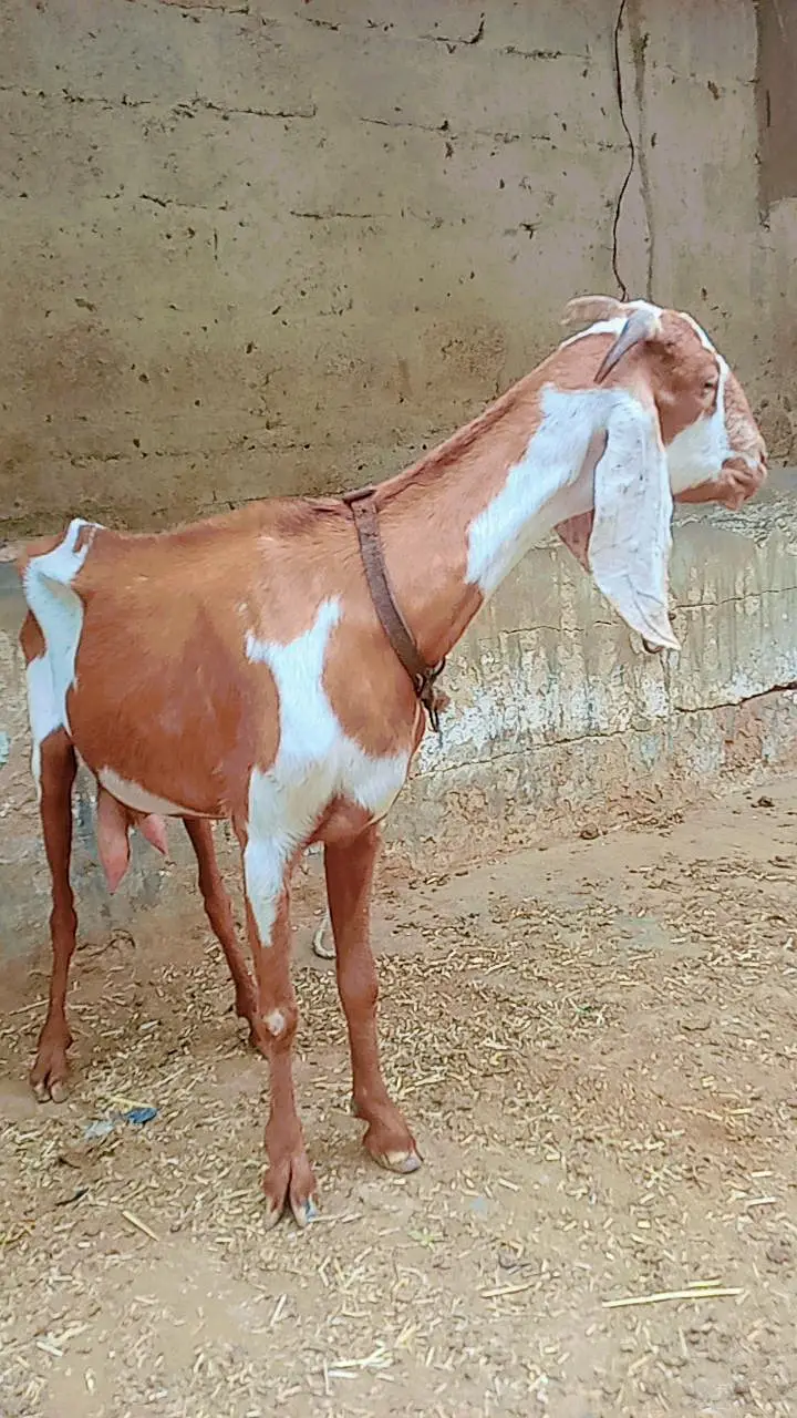 Bakri with 2 male bachain for sale — photo 7