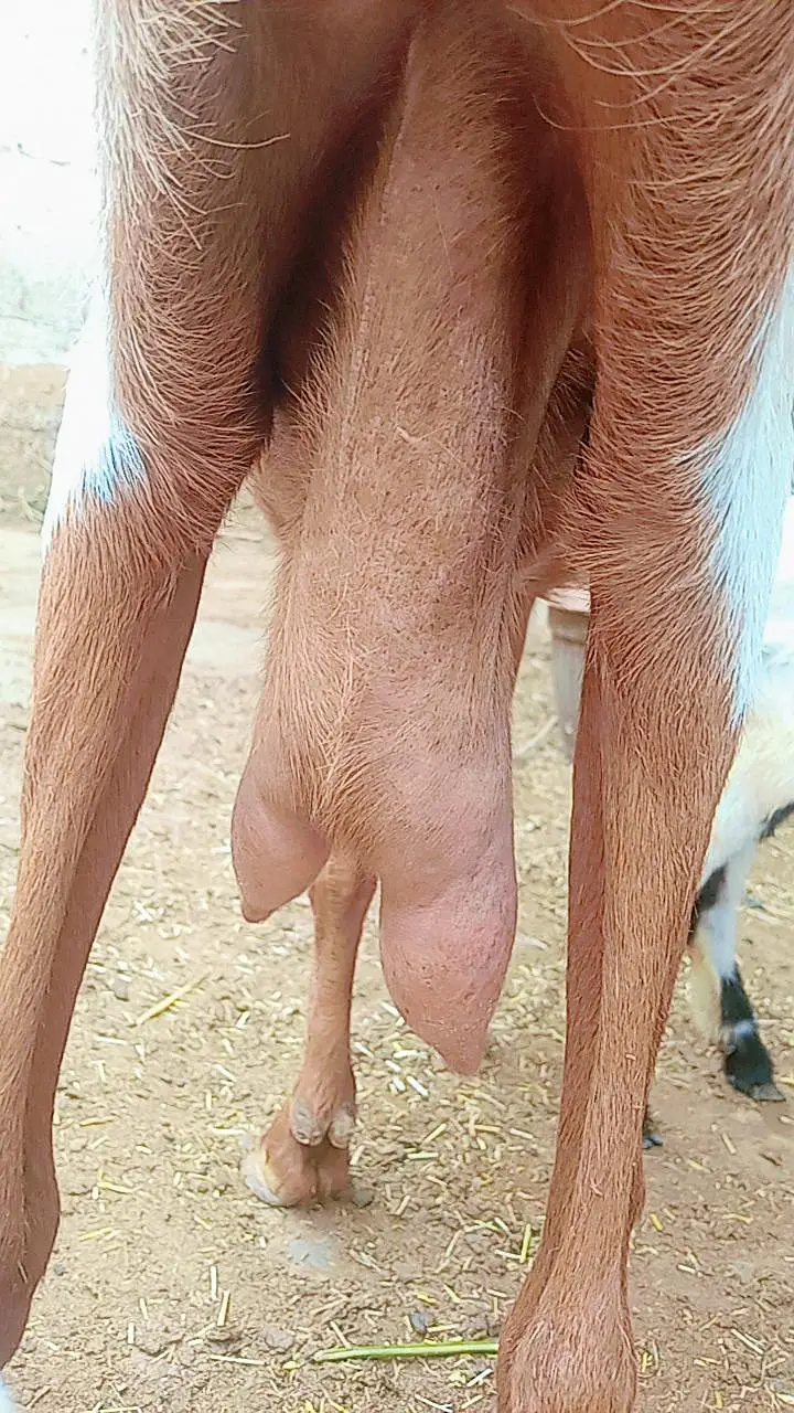 Bakri with 2 male bachain for sale — photo 8