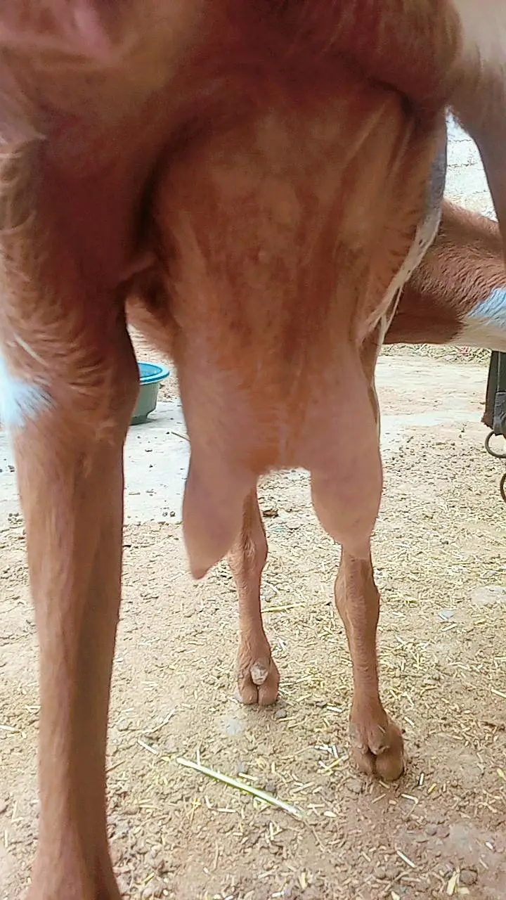 Bakri with 2 male bachain for sale — photo 9