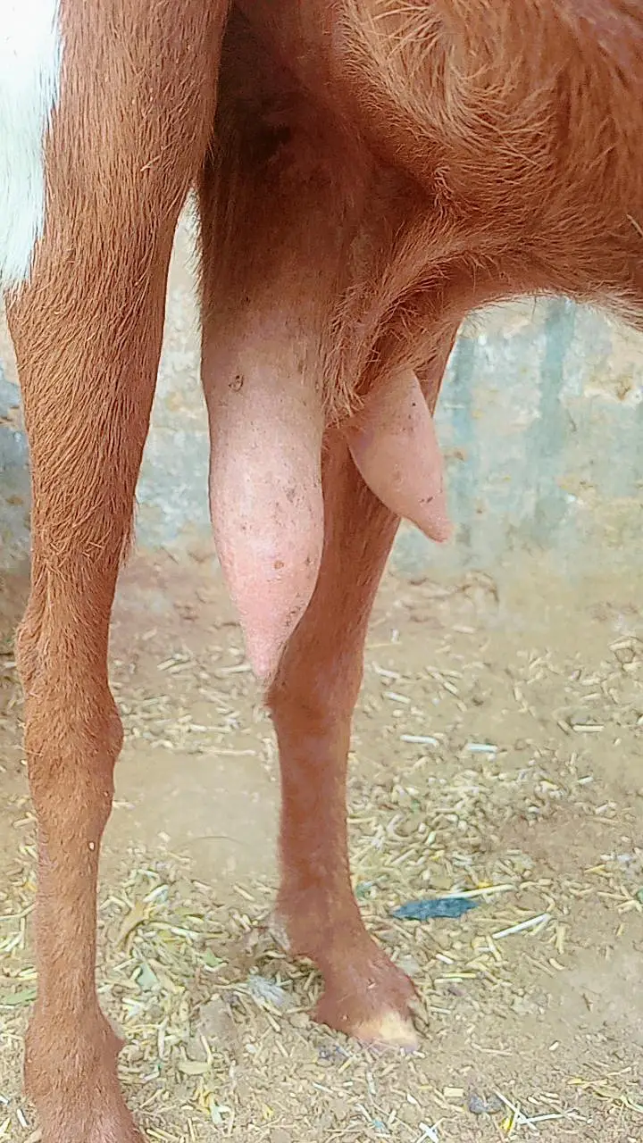 Bakri with 2 male bachain for sale — photo 10
