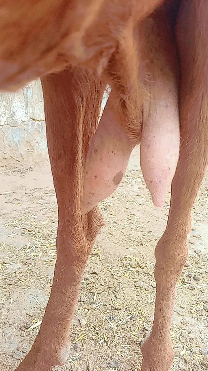Bakri with 2 male bachain for sale — photo 11